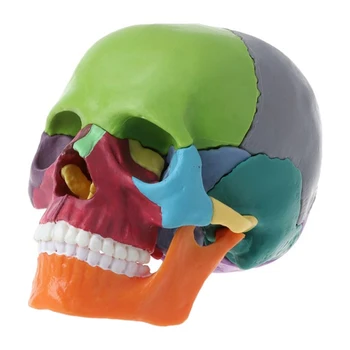 15 бр./компл. Разобранная модел на черепа, цвят на анатомическая модел на черепа, подвижни обучителен инструмент