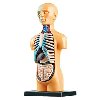 3D свалящ се анатомическая модел на човешкия торс за обучение на детски играчки Структурата на човешкото тяло за деца