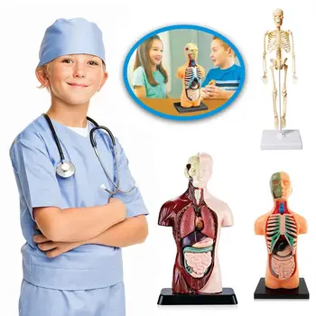 3D Учебни помагала по анатомия органи, имитация на модели на торса, колекция от модели на човешкото тяло, Забавни играчки за ранно обучение на деца