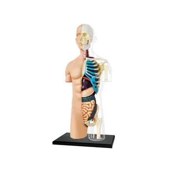4D MASTER Human 8-инчов Наполовина пречистена Модел на торса Анатомическая модел на тялото на САМ Пъзел В събирането на Играчка, подарък Вътрешни органи за учебни помагала