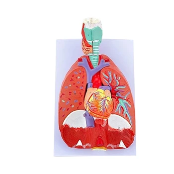 Анатомическая модел на белите дробове на човека за изследване на заболявания, модел сърцето, белите дробове, гърлото, анатомия Показва детайлите система на белия дроб и трахеята