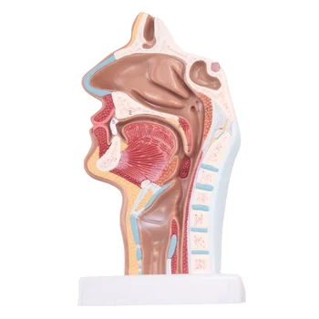 Анатомическая модел на носната кухина, на гърлото на човека за показване на конституцията на класа, модел за обучение