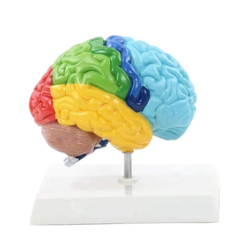 Дясното полукълбо на мозъка Модел на човешкото тяло е 1: 1 за обучение на студенти, учебна модел събрание