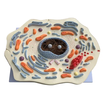 Модел на клетката на животното, микроструктура, анатомическая модел, преподава биология в гимназията, ръководство на биологичните клетки