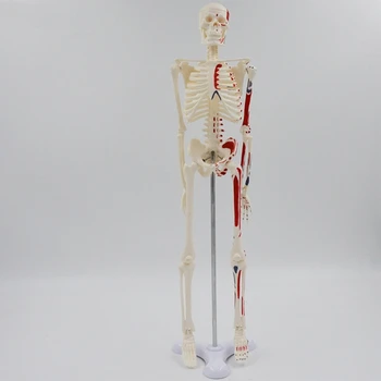 Настолен мини-модел на човешкия скелет 45 см за студенти, изучаващи медицинска анатомията на