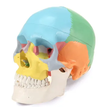 Цветен модел на черепа Подвижна Част 3 Анатомический инструмент на човека Учебни материали, Медицинско Образователно обзавеждане Анатомическая модел